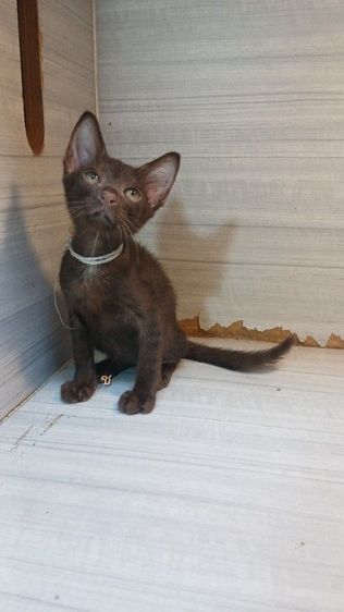 วิเชียรมาศ (Siamese Cat) แมวศุภลักษณ์ เพศผู้ อายุ2เดือนต้นๆคะวัคซีนแล้ว1เข็มก่อนย้ายตรวจหัดแมวฟรีรับประกันเอดส์แมวกับรูคีเมียคะ