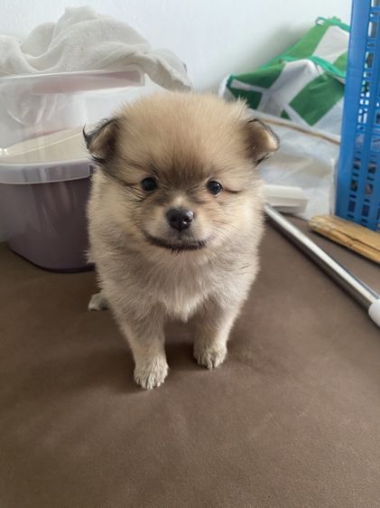 ปอมเมอเรเนียน (Pomeranian) เล็ก ลูกปอม