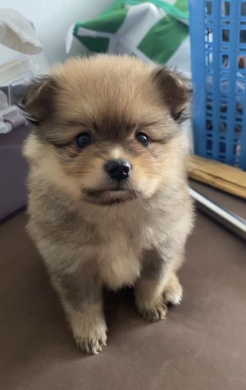 ปอมเมอเรเนียน (Pomeranian) เล็ก ลูกปอม แท้