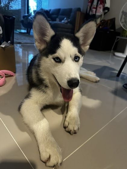 ไซบีเรียน ฮัสกี้ (Siberian Husky) เล็ก ไซบีเรียนฮัสกี ญ