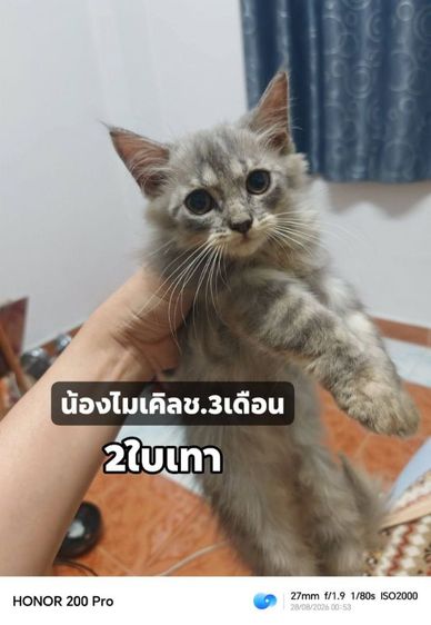 น้อวไมเคิลสุดแสบช.