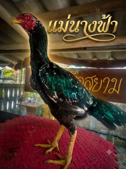 ไก่สวยงาม รูปที่ 8