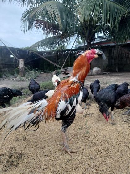 ไก่สวยงาม รูปที่ 4