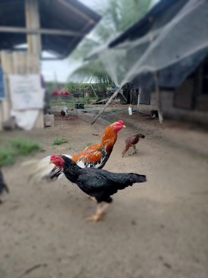ไก่สวยงาม รูปที่ 2