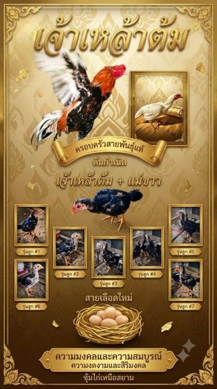 ไก่สวยงาม รูปที่ 5