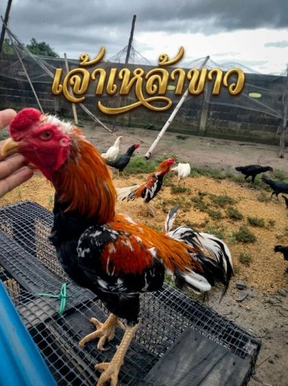ไก่สวยงาม รูปที่ 6