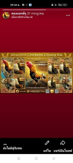 ไก่สวยงาม รูปที่ 3