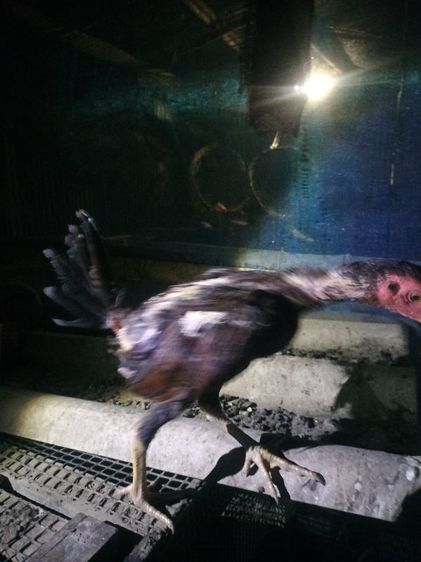 ไก่ชนม้าล่อ รูปที่ 6