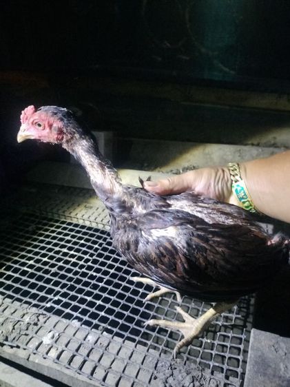 ไก่ชนม้าล่อ รูปที่ 4