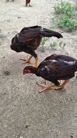 ไก่ชนม้าล่อ รูปที่ 2