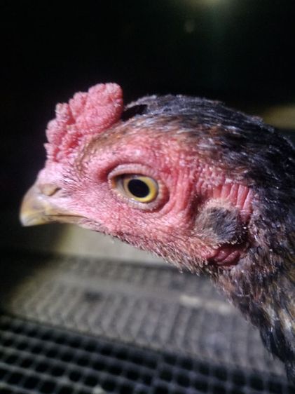 ไก่ชนม้าล่อ รูปที่ 3