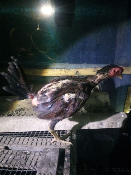 ไก่ชนม้าล่อ รูปที่ 5