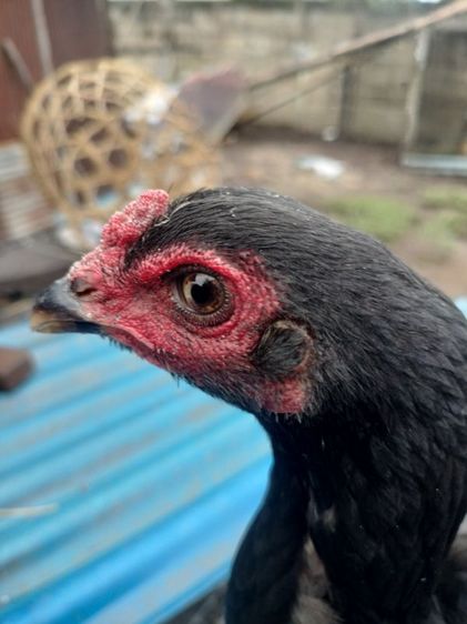 ไก่ชนพม่า