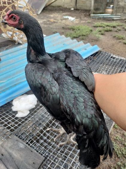 ไก่ชนพม่า รูปที่ 2