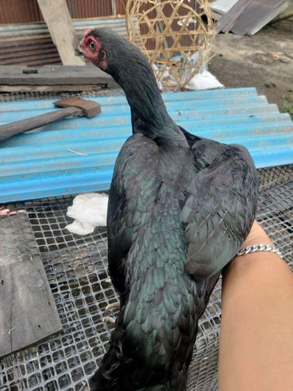 ไก่ชนพม่า รูปที่ 3