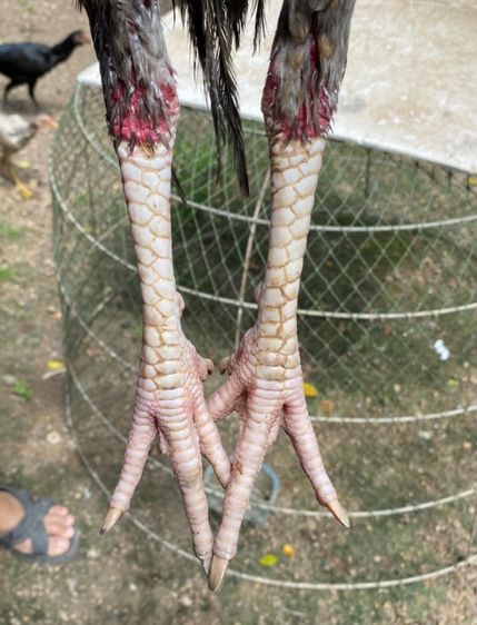 ไก่ชน รูปที่ 3