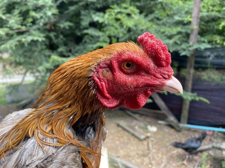 ไก่ชน รูปที่ 4