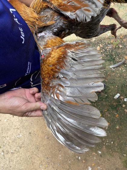 ไก่ชน รูปที่ 6