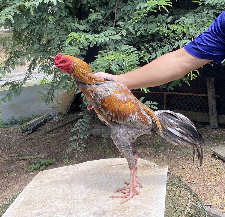 ไก่ชน รูปที่ 2