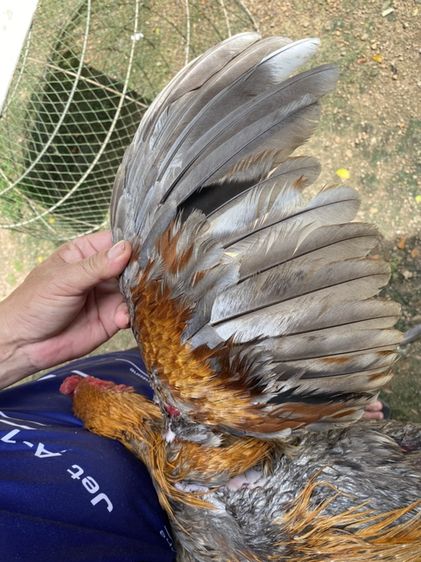 ไก่ชน รูปที่ 5