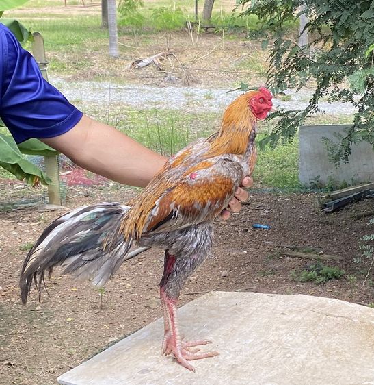 ไก่ชน รูปที่ 2