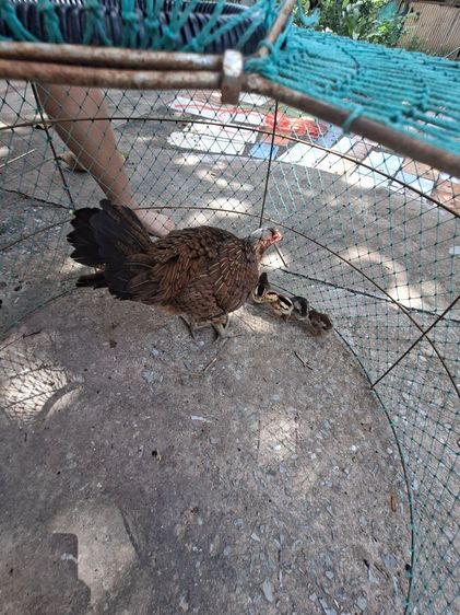 ขายแม่ไก่ พร้อม ลูกไก่ รูปที่ 2