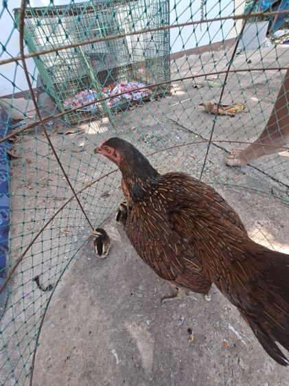 ขายแม่ไก่ พร้อม ลูกไก่ รูปที่ 3