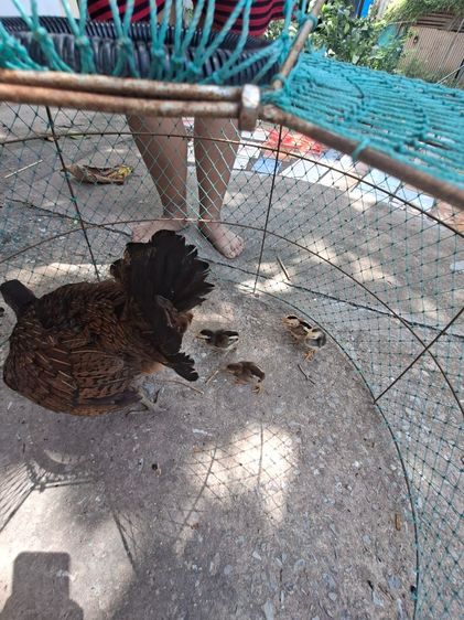 ขายแม่ไก่ พร้อม ลูกไก่ รูปที่ 4