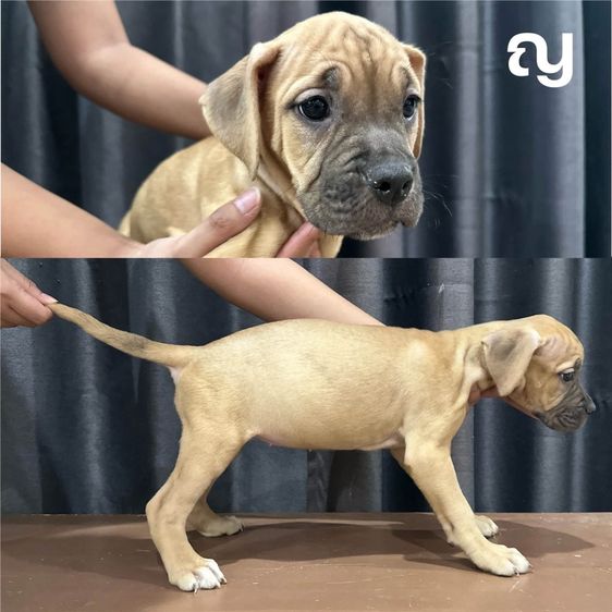 อื่นๆ ใหญ่ หา🏡Concept dog