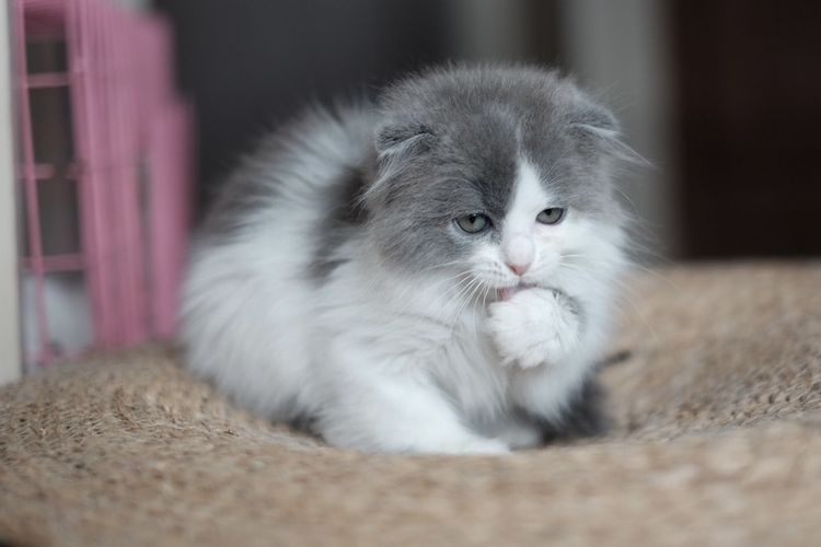 สก๊อตติช เพศเมียหูพับ ขนยาว รูปที่ 8