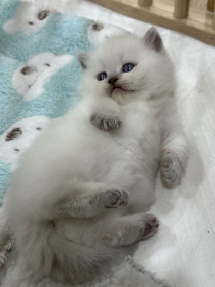 แมวมันซ์กิ้น-ขาสั้น รูปที่ 7