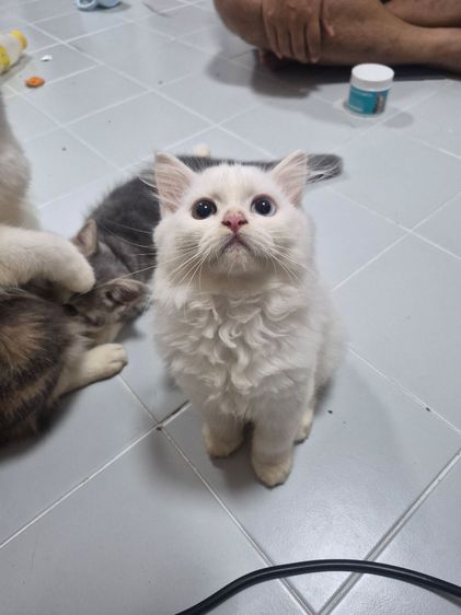 แมวน้อย รูปที่ 8