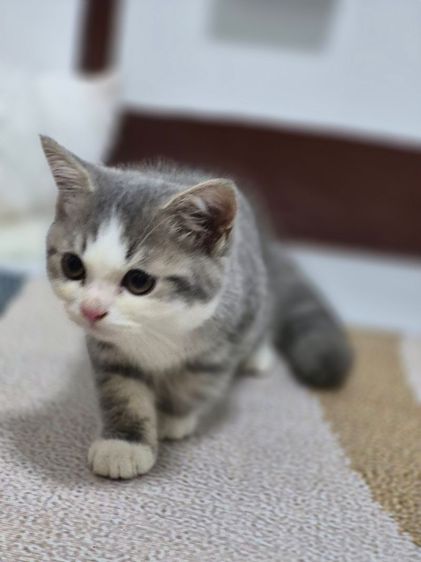 แมวน้อย