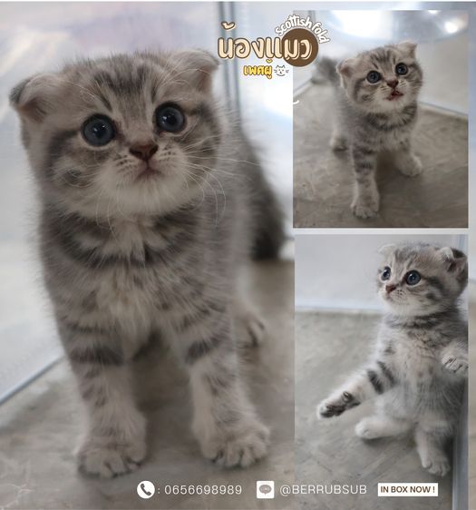 แมวแมวสก๊อตติช โฟลด์ 