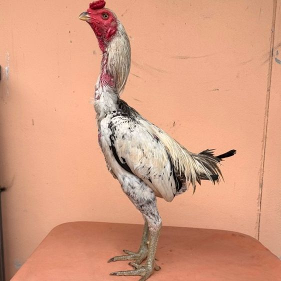 ไก่ชนพม่า รูปที่ 2