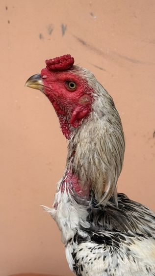 ไก่ชนพม่า รูปที่ 3