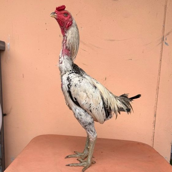 ไก่ชนพม่า รูปที่ 7