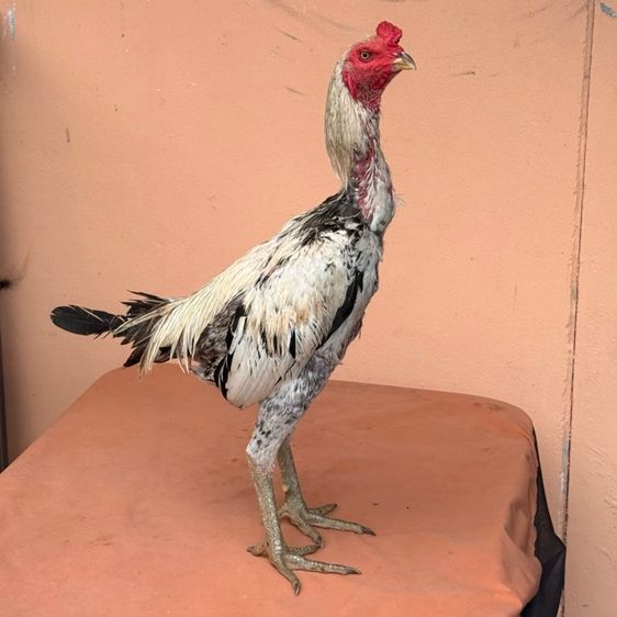 ไก่ชนพม่า รูปที่ 8