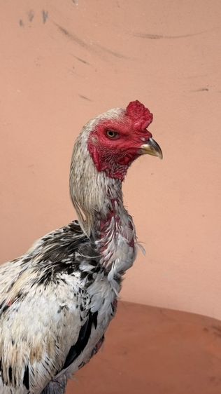 ไก่ชนพม่า รูปที่ 4