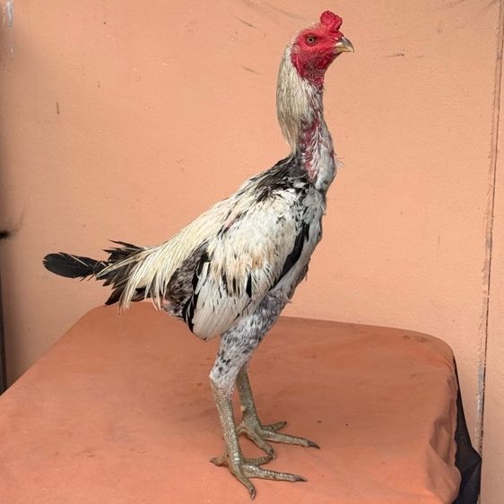 ไก่ชนพม่า