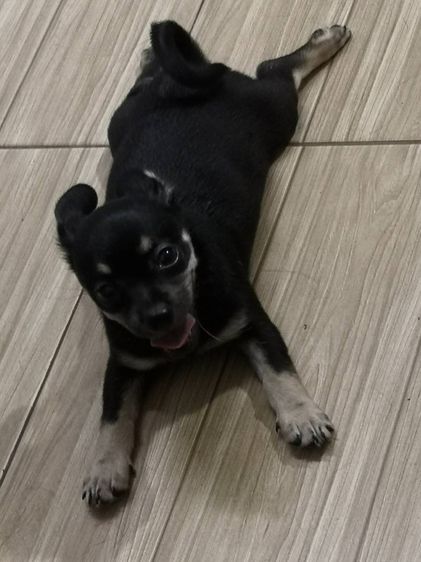 ชิวาว่าแท้ เกรดเลี้ยงเล่น ผู้ชาย สีดำ รูปที่ 7