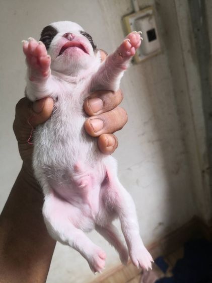 ชิวาว่าแท้ เกรดเอ เหมาคอก รูปที่ 8