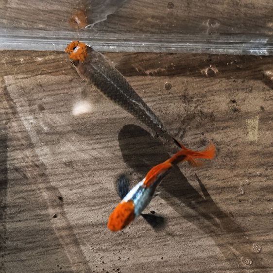 (ราคาต่อ1คู่)🐟 ปลาหางนกยูง โค่ย Tuxedo Red Tail สวย แข็งแรง พร้อมเลี้ยง