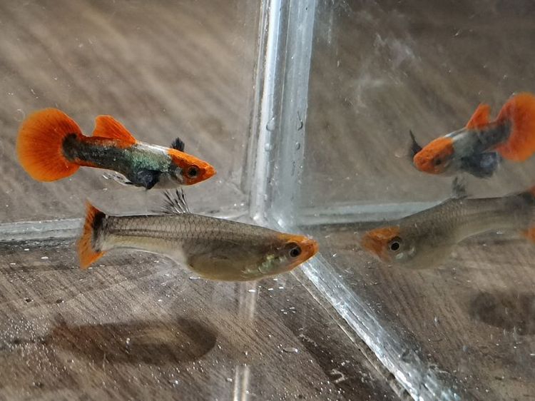 (ราคาต่อ1คู่)🐟 ปลาหางนกยูง โค่ย Tuxedo Red Tail สวย แข็งแรง พร้อมเลี้ยง รูปที่ 3