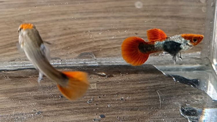 (ราคาต่อ1คู่)🐟 ปลาหางนกยูง โค่ย Tuxedo Red Tail สวย แข็งแรง พร้อมเลี้ยง รูปที่ 2