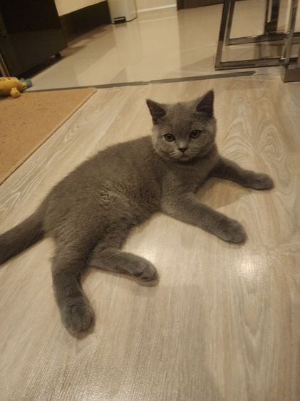 บริติช ชอร์ตแฮร์ (British Shorthair) บริติช ช็อตแฮร์ ผู้ชาย สีบลู พกใบ