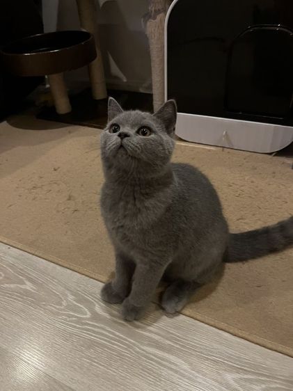 บริติช ชอร์ตแฮร์ (British Shorthair) บริติช ช็อตแฮร์ ผู้ชาย สีบลู พกใบ
