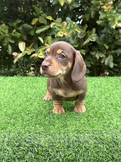 ดัชชุน (Dachshund) เล็ก ดัชชุน