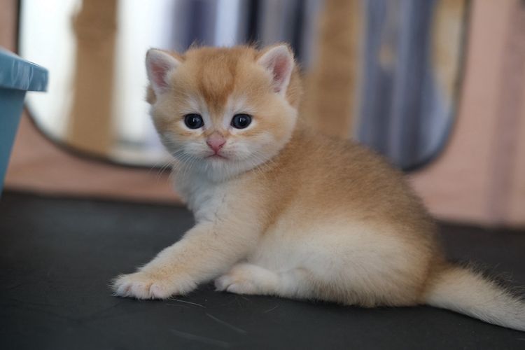 British Shorthair