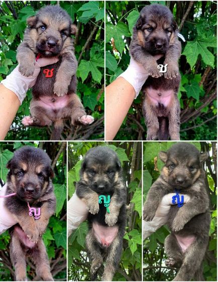 เยอรมันเชพเพิร์ด (German Shepherd) ใหญ่ เปิดจองลูกสุนัขเยอรมันเชพเพิร์ดแท้